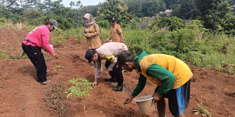 Bhabinkamtibmas Polsek Bungursari Polres Purwakarta Dukung Penanaman Jagung Hibrida untuk Ketahanan Pangan