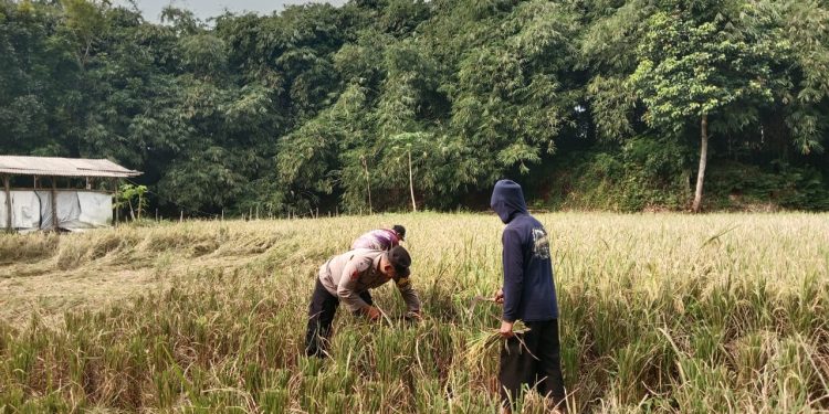 BHABINKAMTIBMAS DESA CIJAYA AIPTU AHMAD HARIYANTO MELAKSANAKAN GIAT KETAHANAN PANGAN