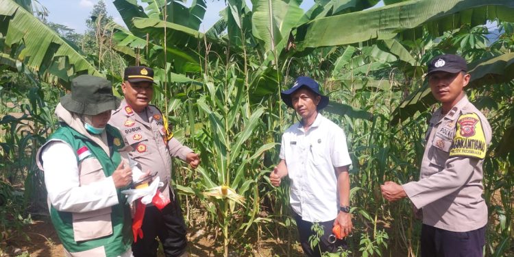 Kapolsek Pasawahan AKP GUGUN GUNADI SH MM Hadiri Panen Jagung Di Desa Margasari Pasawahan