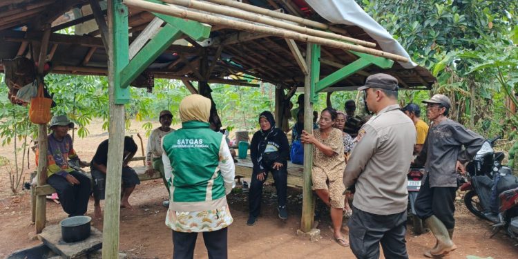 Bhabinkamtibmas Desa Campaka Gandeng Dinas Pertanian Petani Dapat Edukasi Tanam Jagung Hibrida yang Lebih Untung