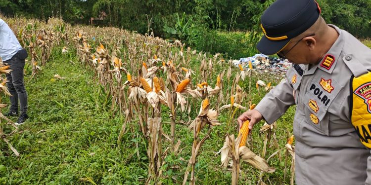Polsek Plered Panen Jagung Bersama Di Pondok Pesantren Baetul Quran