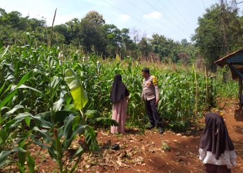 Dukung Ketahanan Pangan Nasional, Bhabinkamtibmas Desa Cibukamanah Kontrol Tanaman Jagung