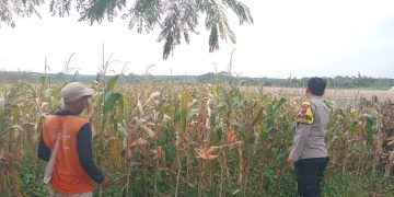 Bhabinkamtibmas Polsek Bungursari Turun ke Kebun, Dukung Ketahanan Pangan Nasional dari Desa