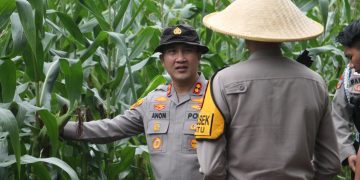 Pastikan Pertumbuhan Tanaman Berjalan Optimal, Kapolres Purwakarta Turun Langsung ke Kebun Jagung Warga