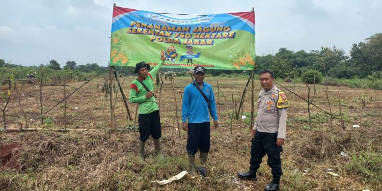 Polsek Bungursari Polres Purwakarta Dukung Polisi Penggerak Ketahanan Pangan Nasional melalui Monitoring Perawatan Jagung Hibrida