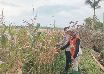 Bhabinkamtibmas Polsek Bungursari Polres Purwakarta Laksanakan Monitoring Ketahanan Pangan Kebun Jagung