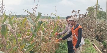 Bhabinkamtibmas Polsek Bungursari Polres Purwakarta Laksanakan Monitoring Ketahanan Pangan Kebun Jagung