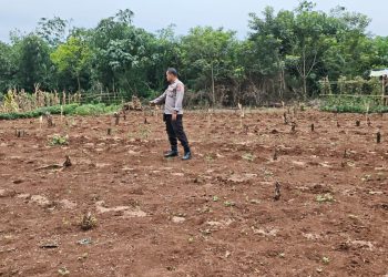 Dukung Ketahanan Pangan, Polsek Plered Cek Lahan Untuk Penanaman Jagung