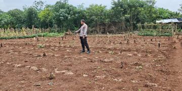 Dukung Ketahanan Pangan, Polsek Plered Cek Lahan Untuk Penanaman Jagung