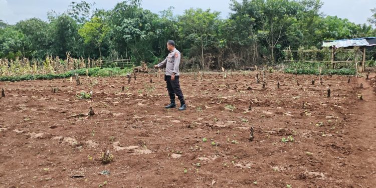 Dukung Ketahanan Pangan, Polsek Plered Cek Lahan Untuk Penanaman Jagung