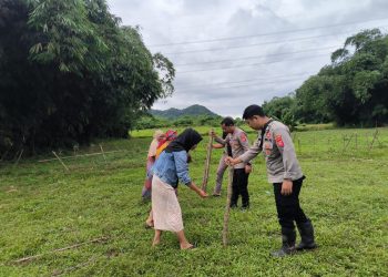 Dukung Progam Ketahan Pangan, Polsek Plered Lakukan penanaman Jagung di Desa Karoya