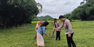 Dukung Progam Ketahan Pangan, Polsek Plered Lakukan penanaman Jagung di Desa Karoya