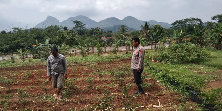 Bentuk Dukungan Terhadap Progam Ketahanan Pangan, Polsek Plered Rutin Silaturahmi Ke Petani