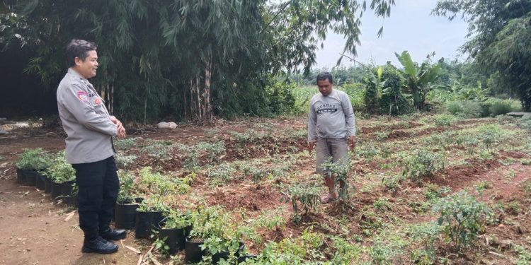 Dukung Program Ketahanan Pangan, Polsek Plered Rutin Lakukan Silaturahmi Ke Petani