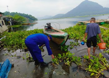 Sat Polairud Polres Purwakarta Bersihkan Eceng Gondok di Waduk Jatiluhur, Jaga Ekosistem dan Ketahanan Perikanan