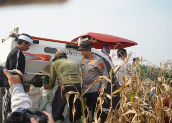 Bupati dan Kapolres Purwakarta Panen Raya Jagung di Campaka, Dorong Swasembada Pangan dengan Teknologi Pertanian Modern