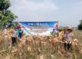 Panen Raya Jagung Hibrida di Bungursari, Bukti Nyata Sinergi Polri dan Petani Perkuat Ketahanan Pangan