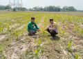 Bhabinkamtibmas Polsek Campaka Tinjau Lahan Jagung Warga, Dukung Penguatan Ketahanan Pangan di Desa Kertamukti