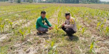 Bhabinkamtibmas Polsek Campaka Tinjau Lahan Jagung Warga, Dukung Penguatan Ketahanan Pangan di Desa Kertamukti
