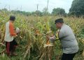 Pastikan Target Produksi Tercapai, Bhabinkamtibmas Polsek Bungursari Pantau Panen Jagung Hibrida di Desa Cikopo