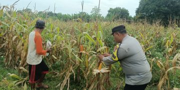 Pastikan Target Produksi Tercapai, Bhabinkamtibmas Polsek Bungursari Pantau Panen Jagung Hibrida di Desa Cikopo