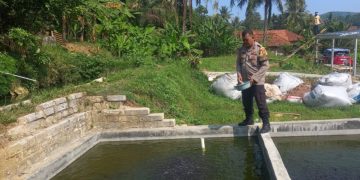 Bhabinkamtibmas Polsek Jatiluhur Turun Langsung Bantu Beri Pakan Lele, Dukung Ketahanan Pangan Nasional dari Desa