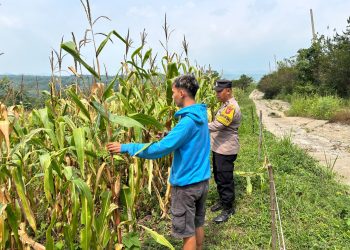 Pastikan Produktivitas Pertanian Terjaga, Polsek Kiarapedes Dampingi Petani Pantau Perkembangan Jagung Hibrida