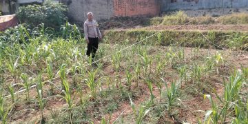 Pantau pertumbuhan jagung sejak dini, Polsek Plered perkuat dukungan terhadap ketahanan pangan