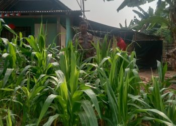 Kawal Ketahanan Pangan dari Desa, Bhabinkamtibmas Polsek Campaka Dampingi Petani Tingkatkan Produktivitas Jagung