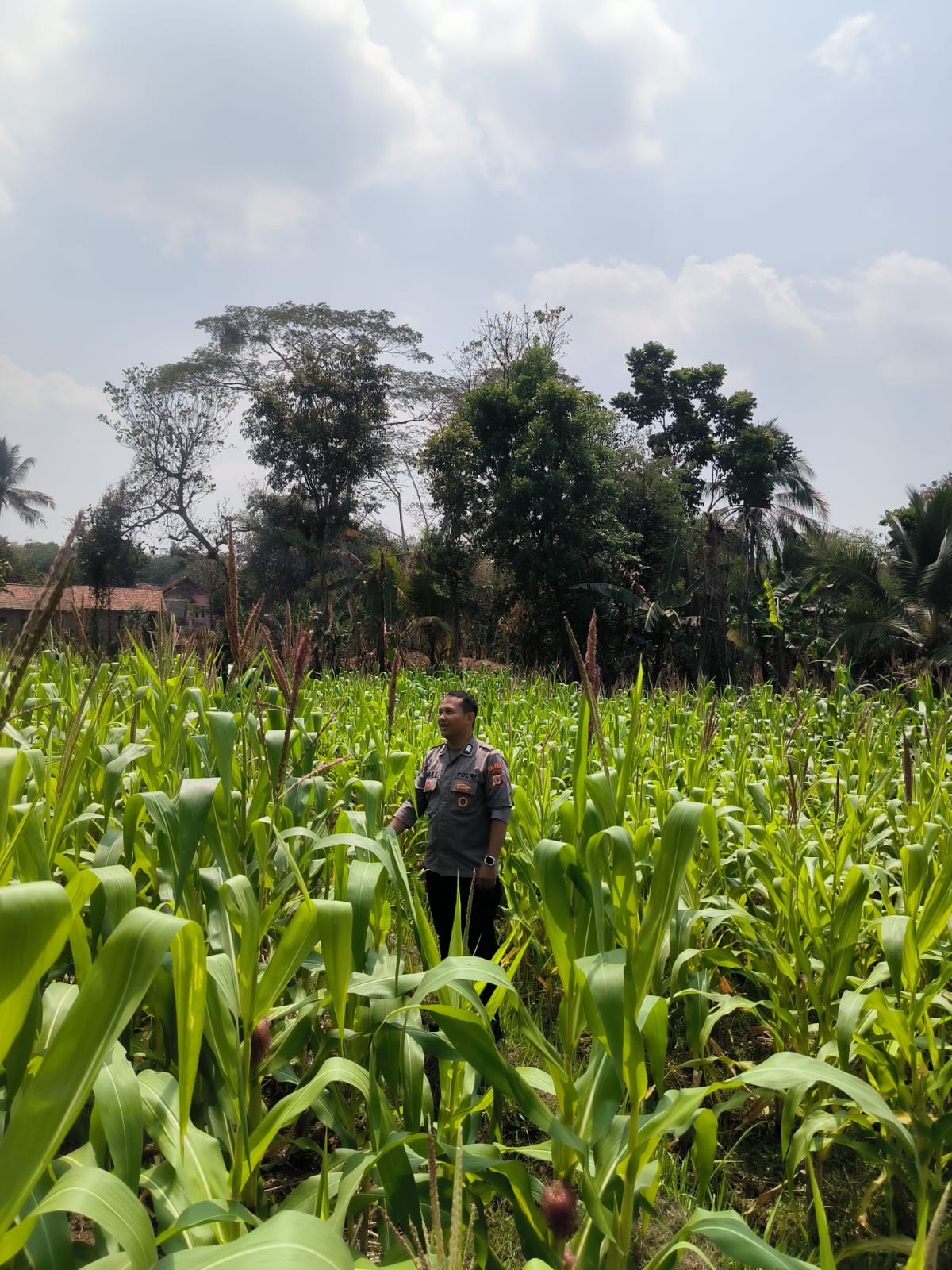 Dari Lahan hingga Masa Panen, Polsek Plered Ikut Memantau Pertumbuhan Jagung untuk Dukung Ketahanan Pangan