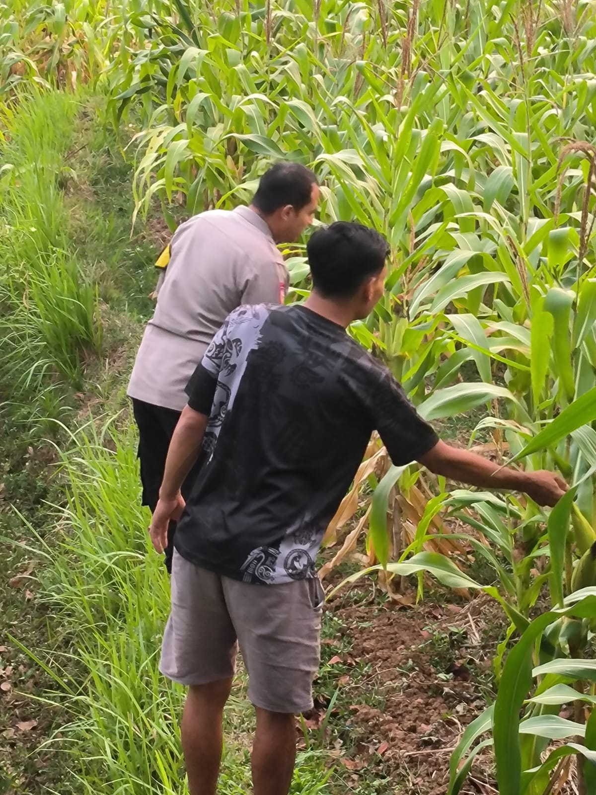 Wujud Dukung Ketahanan Pangan, Polsek Plered Pantau Perkembangan Tanaman Jagung